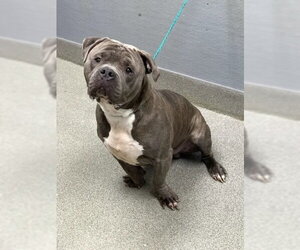 Mutt Dogs for adoption in Las Vegas, NV, USA