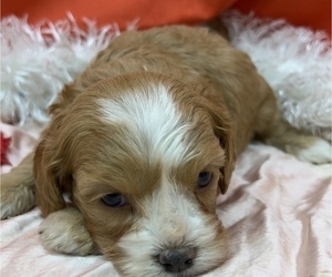 Cavapoo Puppy for sale in LANCASTER, MO, USA