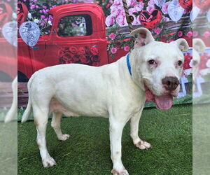 Mutt Dogs for adoption in Long Beach, CA, USA