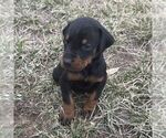 Small Doberman Pinscher