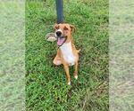 Small #1 Carolina Dog Mix
