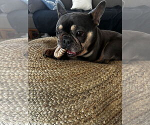 French Bulldog Dogs for adoption in Woodland, CA, USA