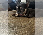 Small French Bulldog