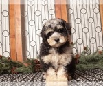 Small Photo #11 Poochon Puppy For Sale in NAPLES, FL, USA