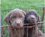 Puppy Puppy 2 Labrador Retriever