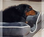 Small #3 Dachshund