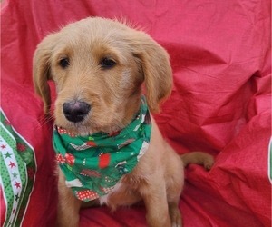 Labradoodle-Poodle (Standard) Mix Puppy for sale in JEFFERSON CTY, MO, USA