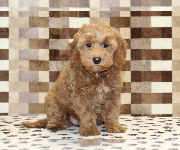 Medium Photo #1 Cavapoo (Miniature) Puppy For Sale in DENVER, PA, USA