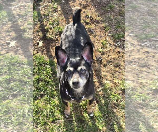 Medium Photo #1 Chihuahua-Unknown Mix Puppy For Sale in Clarkston, MI, USA