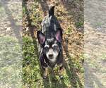 Small Chihuahua Mix