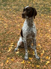Father of the German Shorthaired Pointer puppies born on 11/07/2018