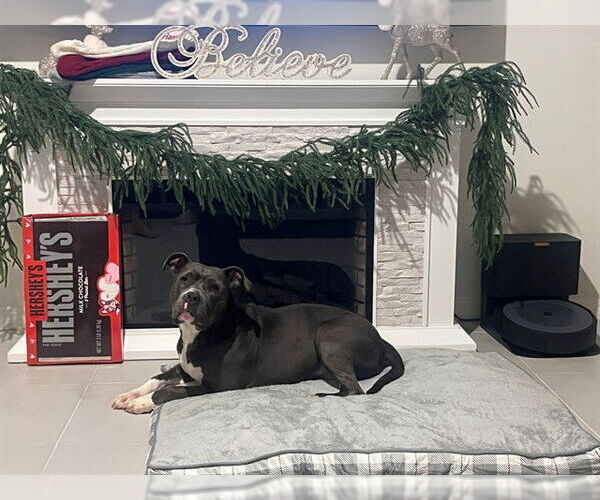 Medium Photo #2 American Pit Bull Terrier-Unknown Mix Puppy For Sale in Ocala, FL, USA