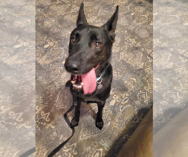 Medium Photo #12 German Shepherd Dog Puppy For Sale in Kansas City, MO, USA