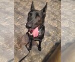 Small #11 German Shepherd Dog