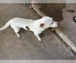 Mutt Dogs for adoption in Grand Prairie, TX, USA