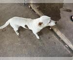 DRAKO - Male Mutt Dog for Adoption - Small photo