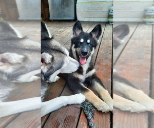 Pomsky Puppy for sale in HUDSON, FL, USA