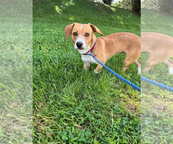 Medium Photo #3 Beagle-Eurasier Mix Puppy For Sale in Front Royal, VA, USA