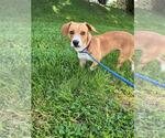 Small #2 Beagle-Eurasier Mix