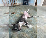 Small #5 American Pit Bull Terrier-American Staffordshire Terrier Mix