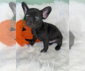 French Bulldog Puppy for sale in BEECH GROVE, IN, USA