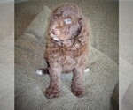 Small Photo #1 Aussie-Poo-Aussiedoodle Mix Puppy For Sale in LINCOLN, AL, USA