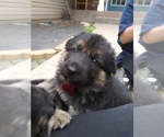 Small Photo #6 German Shepherd Dog Puppy For Sale in DODGE CENTER, MN, USA