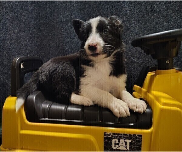 Medium Photo #24 Border Collie Puppy For Sale in NORBORNE, MO, USA
