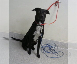 Labrador Retriever-Unknown Mix Dogs for adoption in Pasadena, TX, USA