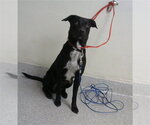 Small Labrador Retriever Mix