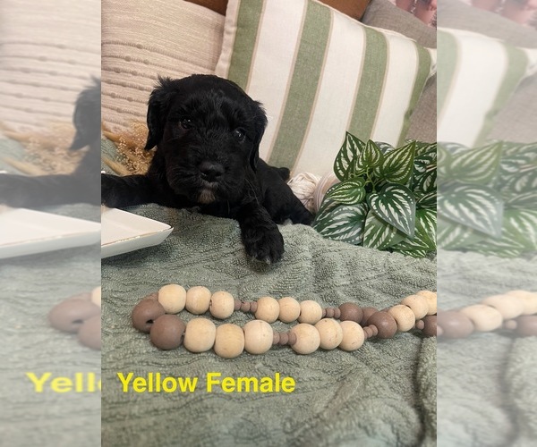 Medium Photo #7 Golden Mountain Doodle  Puppy For Sale in CHOUDRANT, LA, USA