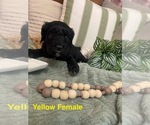 Small Photo #7 Golden Mountain Doodle  Puppy For Sale in CHOUDRANT, LA, USA