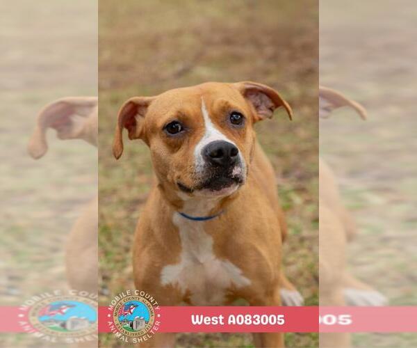 Medium Photo #2 American Bulldog-Unknown Mix Puppy For Sale in Mobile, AL, USA