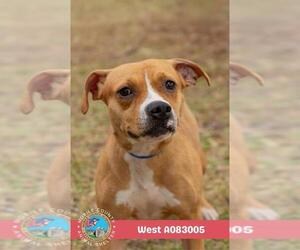 WEST - Female American Bulldog-Unknown Mix Dog for Adoption - Photo #2