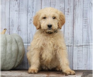 Goldendoodle Puppy for sale in FREDERICKSBG, OH, USA