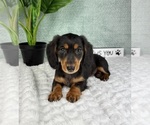 Small #7 Dachshund