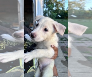 Alaskan Malamute-German Shepherd Dog Mix Puppy for sale in ROCKFORD, IL, USA