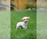 Small Photo #6 Mutt Puppy For Sale in Sandy, UT, USA