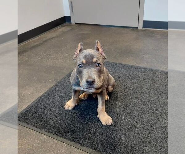 Medium Photo #4 American Pit Bull Terrier Puppy For Sale in Belleville, MI, USA