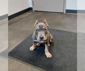 Rudy - Male American Pit Bull Terrier Dog for Adoption - Photo #4