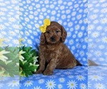 Small Photo #2 Cavapoo Puppy For Sale in CHRISTIANA, PA, USA