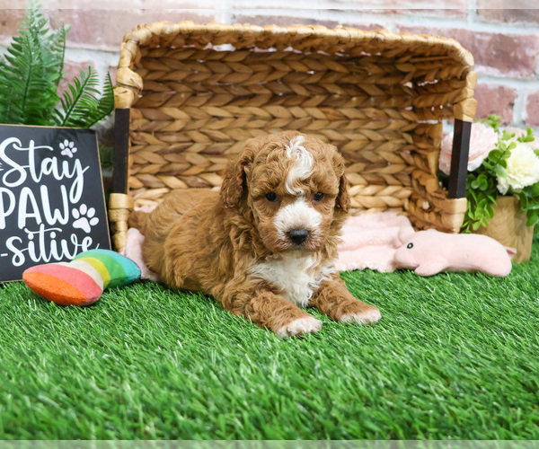 Medium Photo #11 Goldendoodle mix (+ Poodle Miniature) Puppy For Sale in SYRACUSE, IN, USA