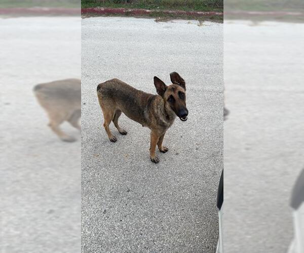 Medium Photo #1 German Shepherd Dog-Unknown Mix Puppy For Sale in San Antonio, TX, USA