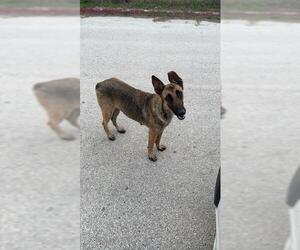 German Shepherd Dog-Unknown Mix Dogs for adoption in San Antonio, TX, USA