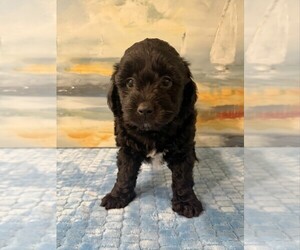 Aussie-Poo Puppy for sale in PENSACOLA, FL, USA