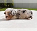 Small #1 Miniature Australian Shepherd