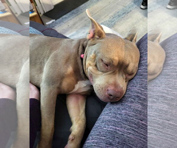 Medium Photo #5 Mutt Puppy For Sale in Rockville, MD, USA