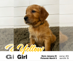 Puppy Yellow Girl Golden Retriever