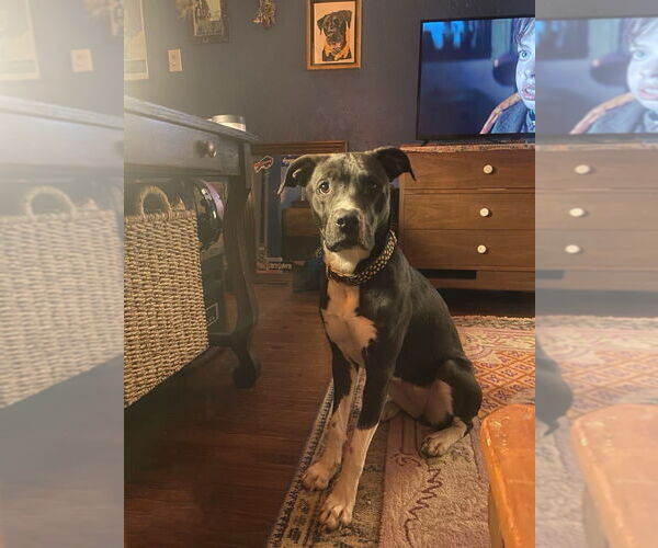 Medium Photo #7 Labrador Retriever-Unknown Mix Puppy For Sale in New Orleans, LA, USA