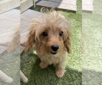 Small Cavapoo